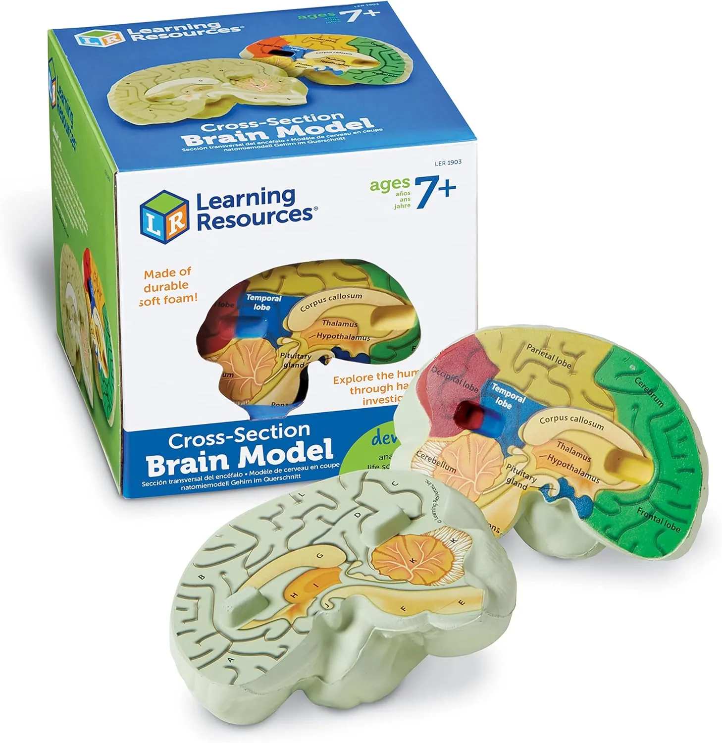 Learning Resources Cross-section Brain Model - 2 Pieces, Ages 7  Brain Anatomy Model, Brain Functions Model, Human Anatomy for Kids, Foam Brain Model,Back to School Supplies